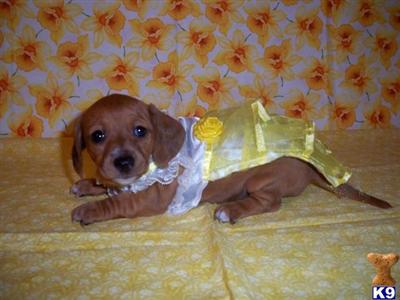 Dachshund Puppies for Sale